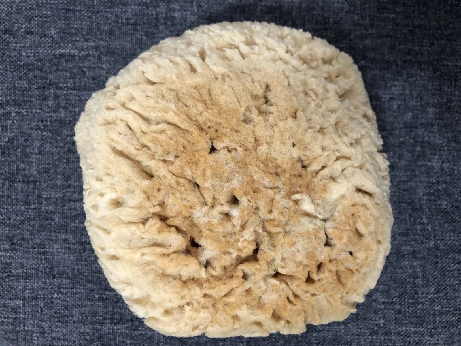 Natural Sea Sponge Bath-Shower Large  1 Count  4.5 x 4.5 x 2.75"