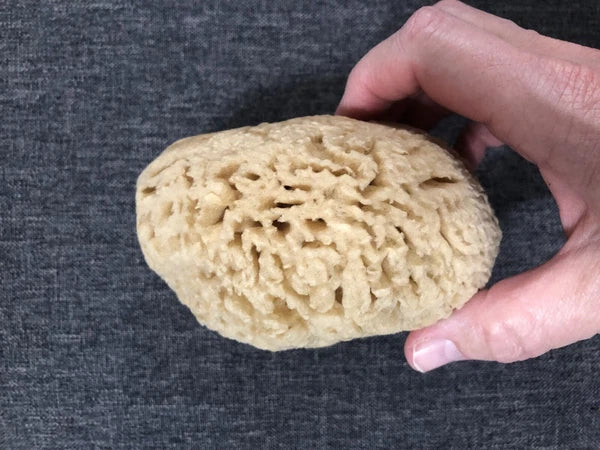 Natural Sea Sponge Bath-Shower Large  1 Count  4.5 x 4.5 x 2.75"