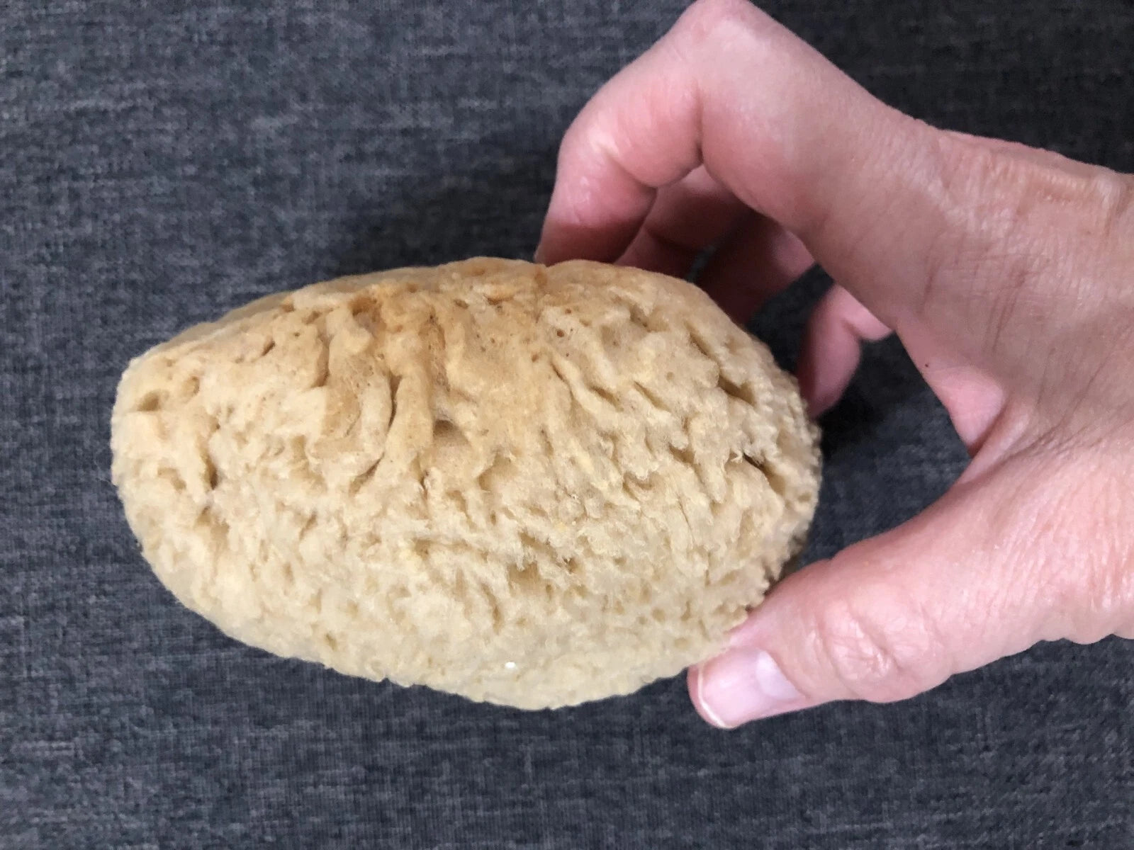 Natural Sea Sponge Bath-Shower Large  1 Count  4.5 x 4.5 x 2.75"