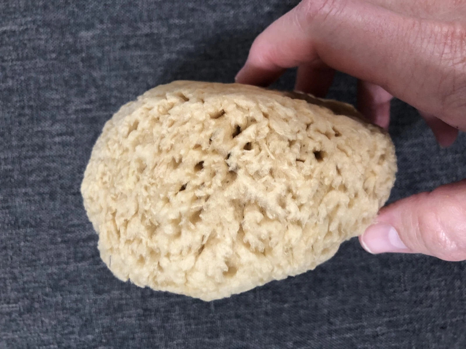 Natural Sea Sponge Bath-Shower Large  1 Count  4.5 x 4.5 x 2.75"
